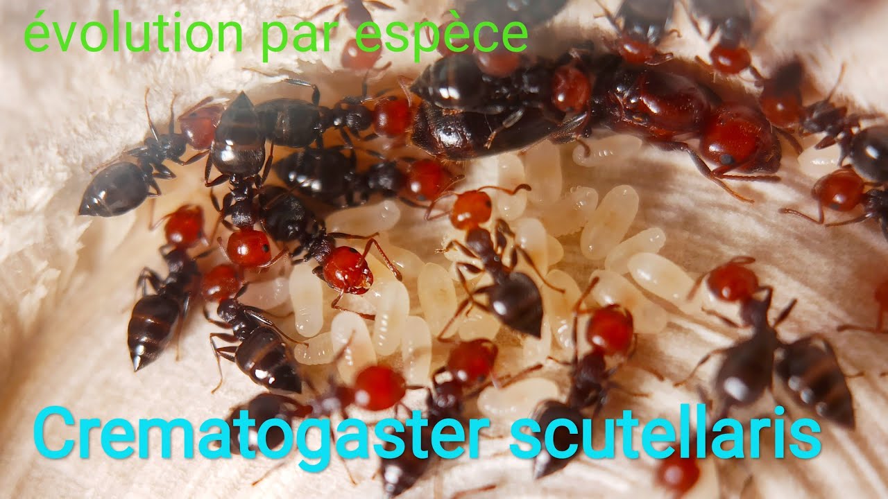 évolution depuis le début : Crematogaster scutellaris fin 2021