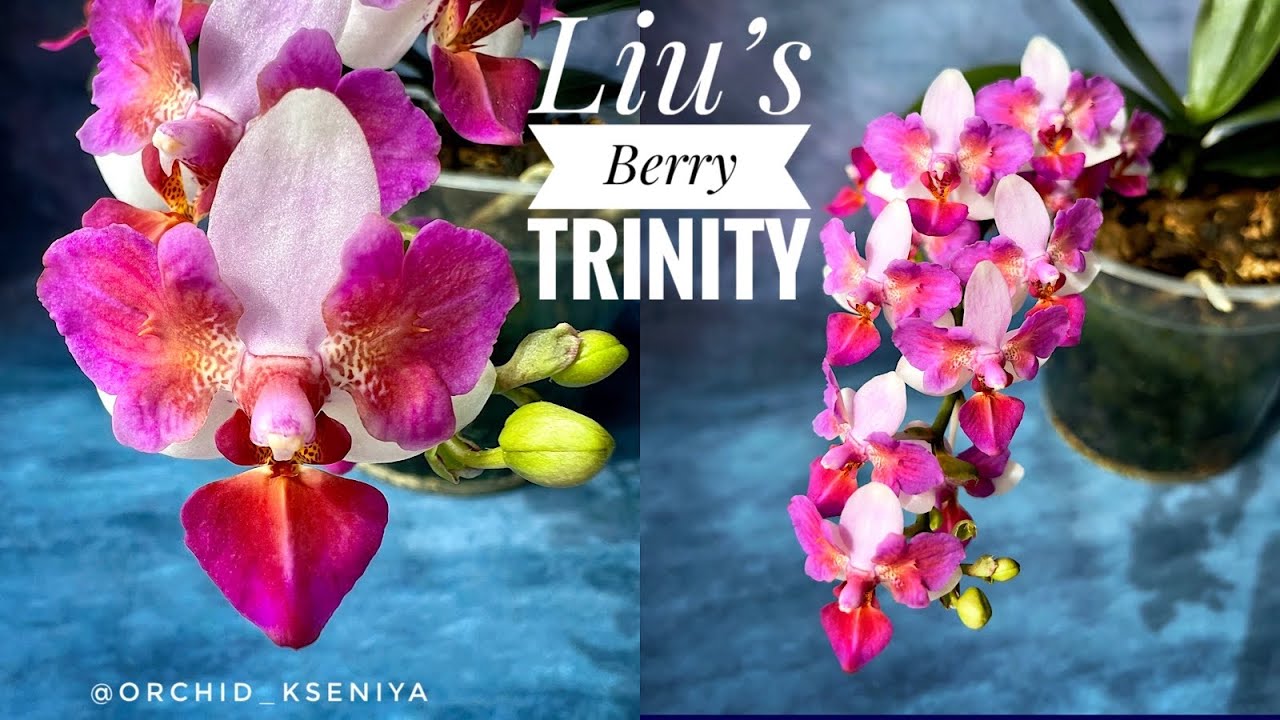 Phal. Liu&rsquo;s Berry Trinity | Первое домашнее цветение Ягодки Лиу | Яркая миниатюрная орхидея бабочка