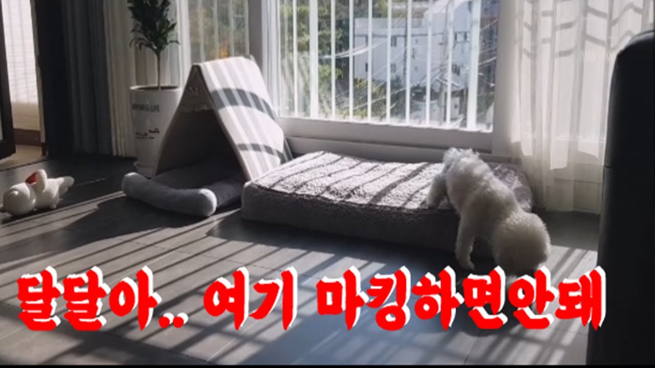 강아지 아무데나 소변-ㅠㅠ.... [비숑클럽]