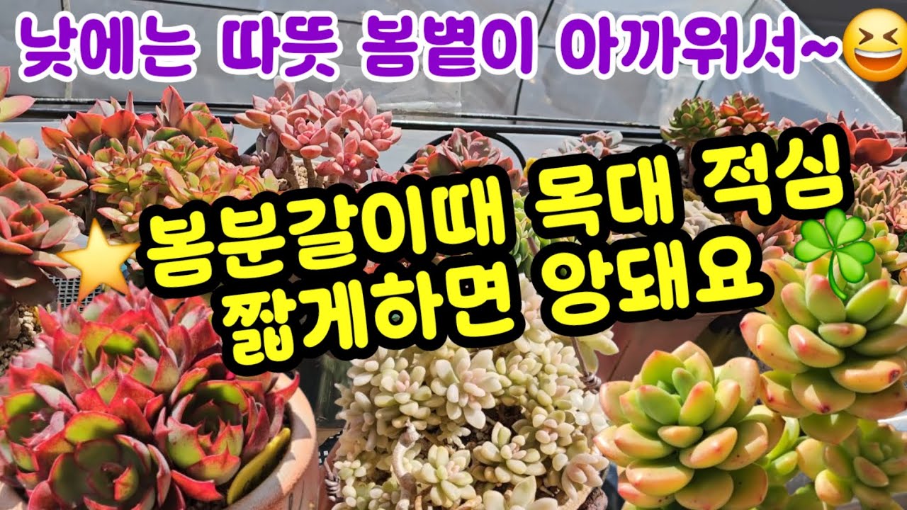 베란다 다육이 키우기 기온차가 커요🌀봄볕은 보약 즐거운 수고 해야죵~😆더 예뻐져요~❤️