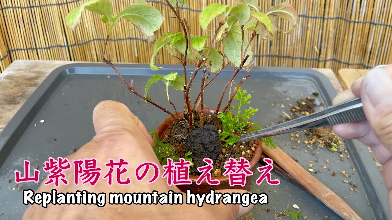 山紫陽花を盆栽にする。／Make mountain hydrangea a bonsai.