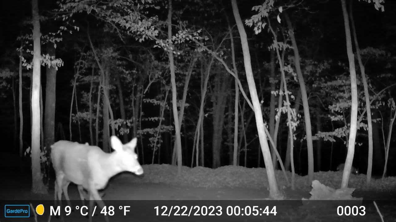 The Deer 2133