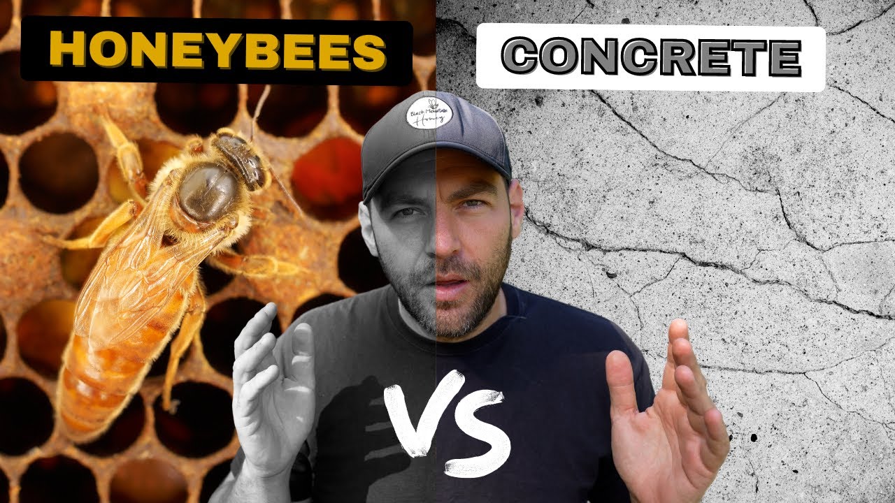 Can Bees Survive In A CONCRETE Beehive??