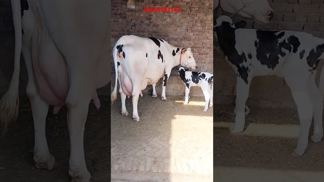 pure jarsi cow for sale in Pakistan/04/10/23 #apnapunjabtv
