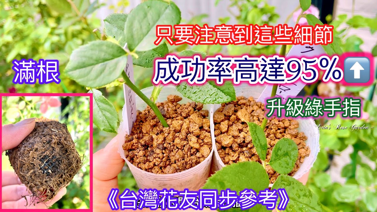 【秋季扦插】玫瑰扦插不失敗的季節與技巧！成功率都可高達9成以上！#Erin玫瑰花園