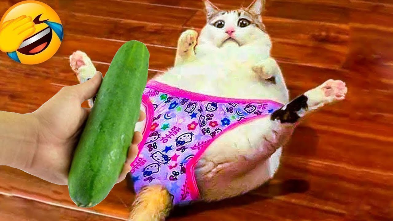 You Laugh You Lose 😍 Funniest Dogs and Cats 2026🐶