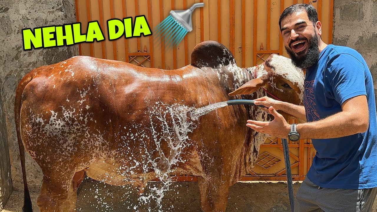 Saarey janwaron ko nehla dia aaj 🚿🐂😍