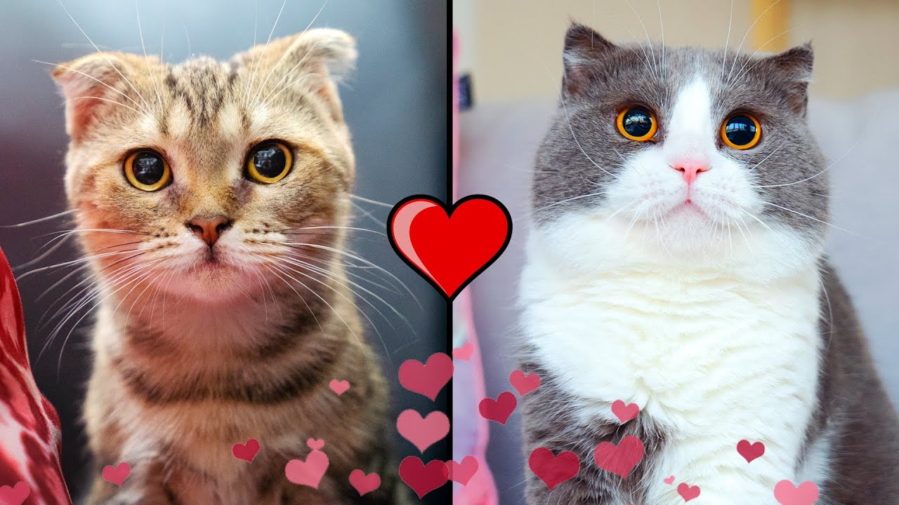 Love Story Of 2 Kittens