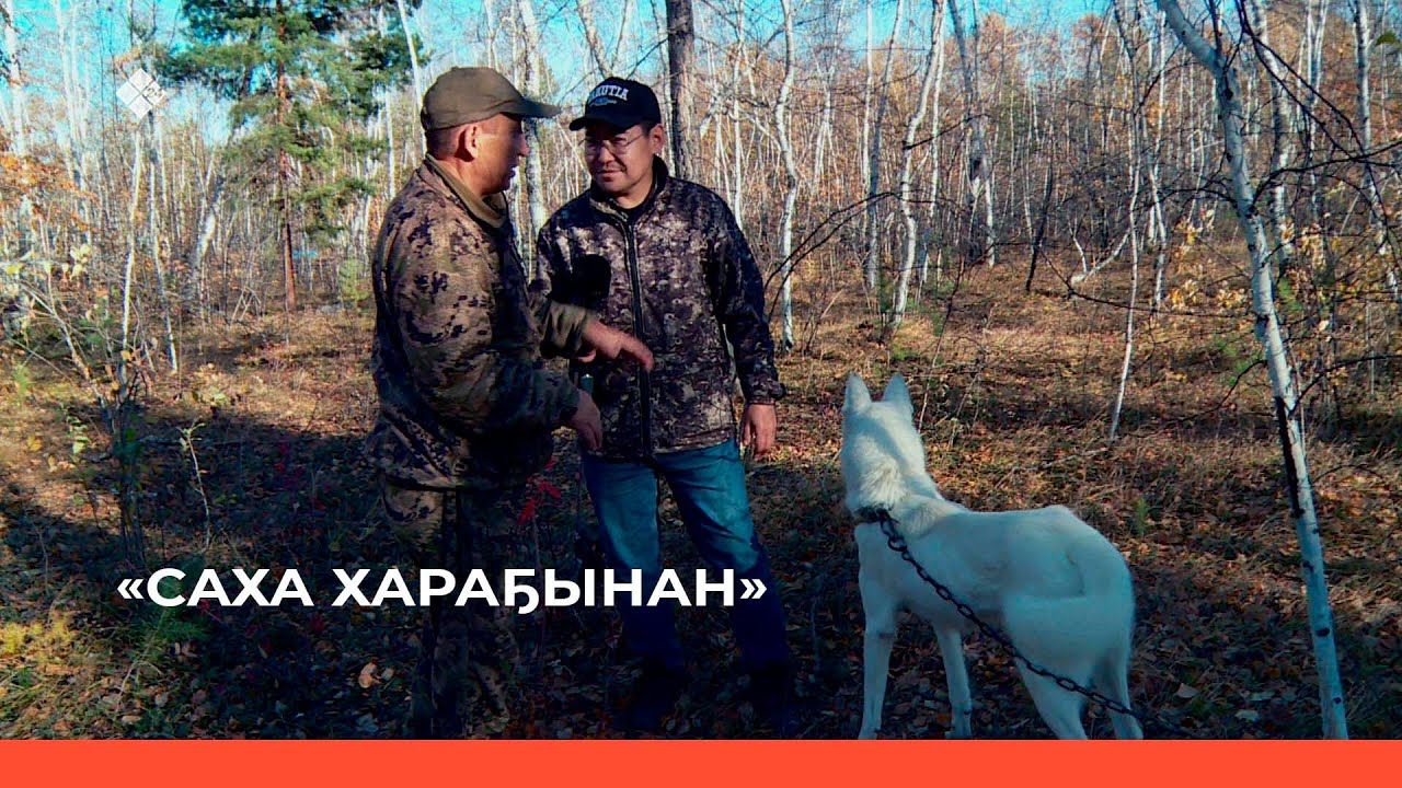 «Саха хараҕынан» биэриигэ: булчут ыттар питомниктарыгар (29.09.22)