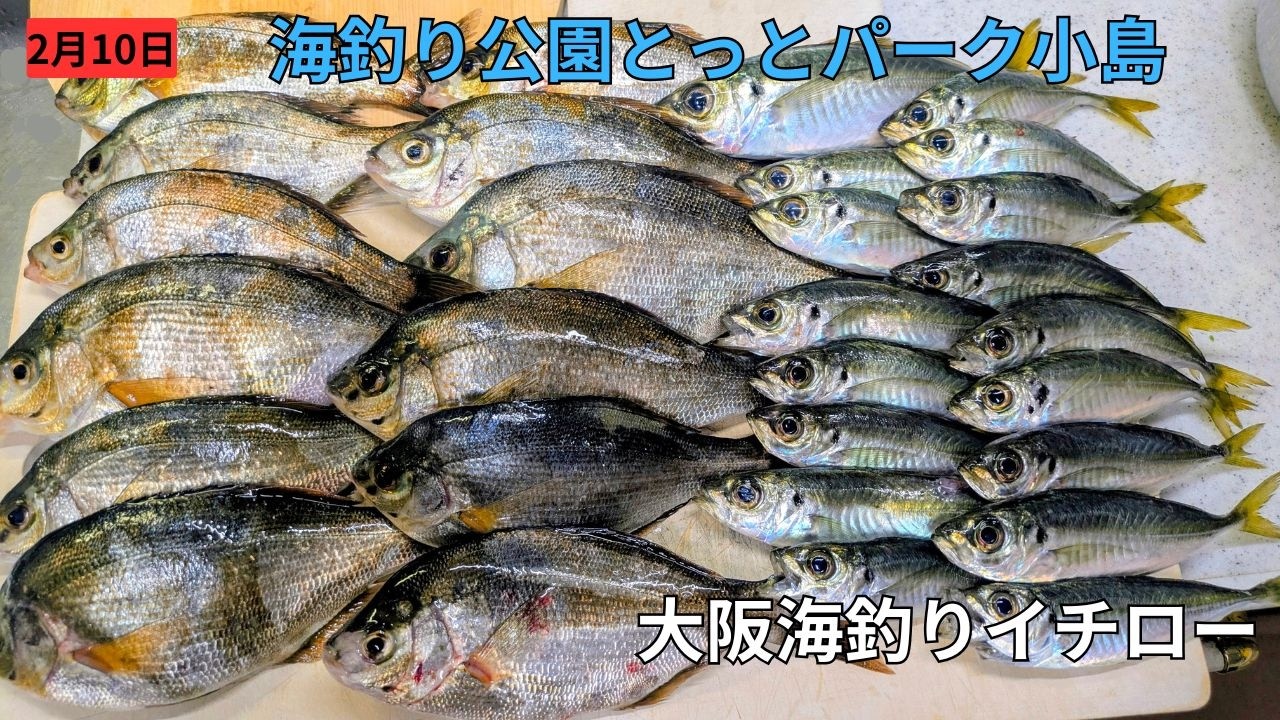 サビキ釣り仕掛けを使って、海面表層を狙うと・・・この釣りは結構いろいろ釣れて、お子様でも十分楽しめます！