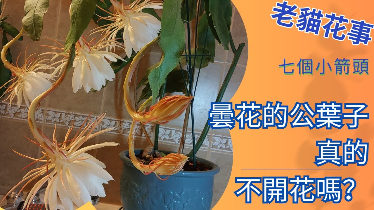 曇花的公葉子真的不開花嗎？再談曇花的養護。#昙花 #昙花一现 #曇花 #昙花公叶子