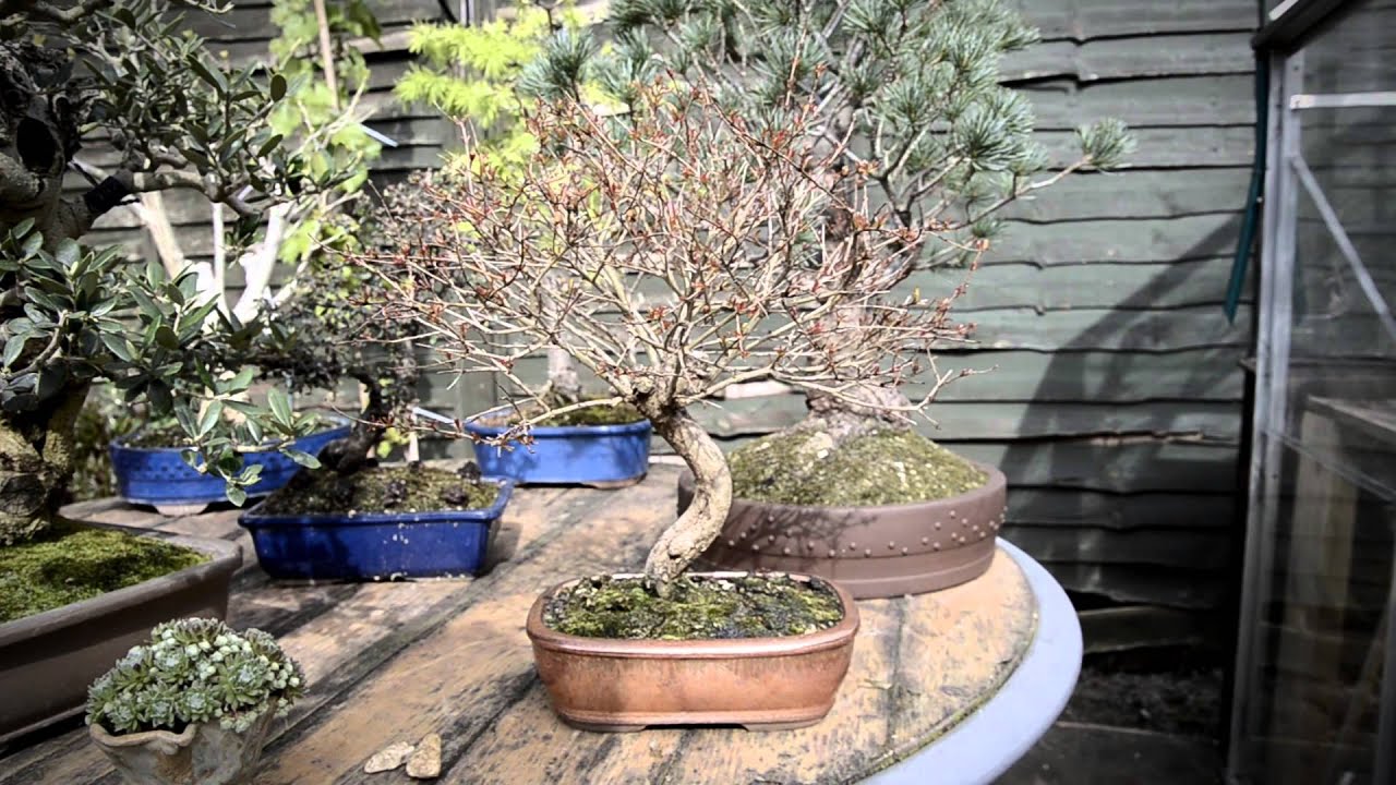 24) Sid's Bonsai Garden - Bonsai Gardens Series