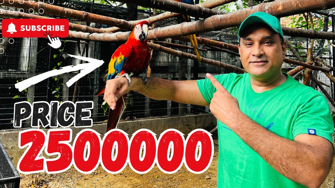 World Biggest Macaw Parrots Breeding Farm | Macaw Parrot Price in Pakistan
