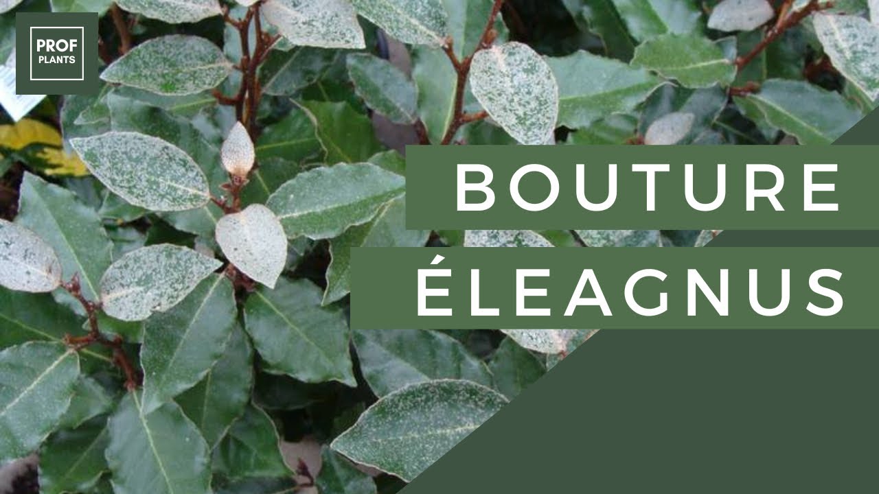 COMMENT BOUTURER L’ÉLEAGNUS
