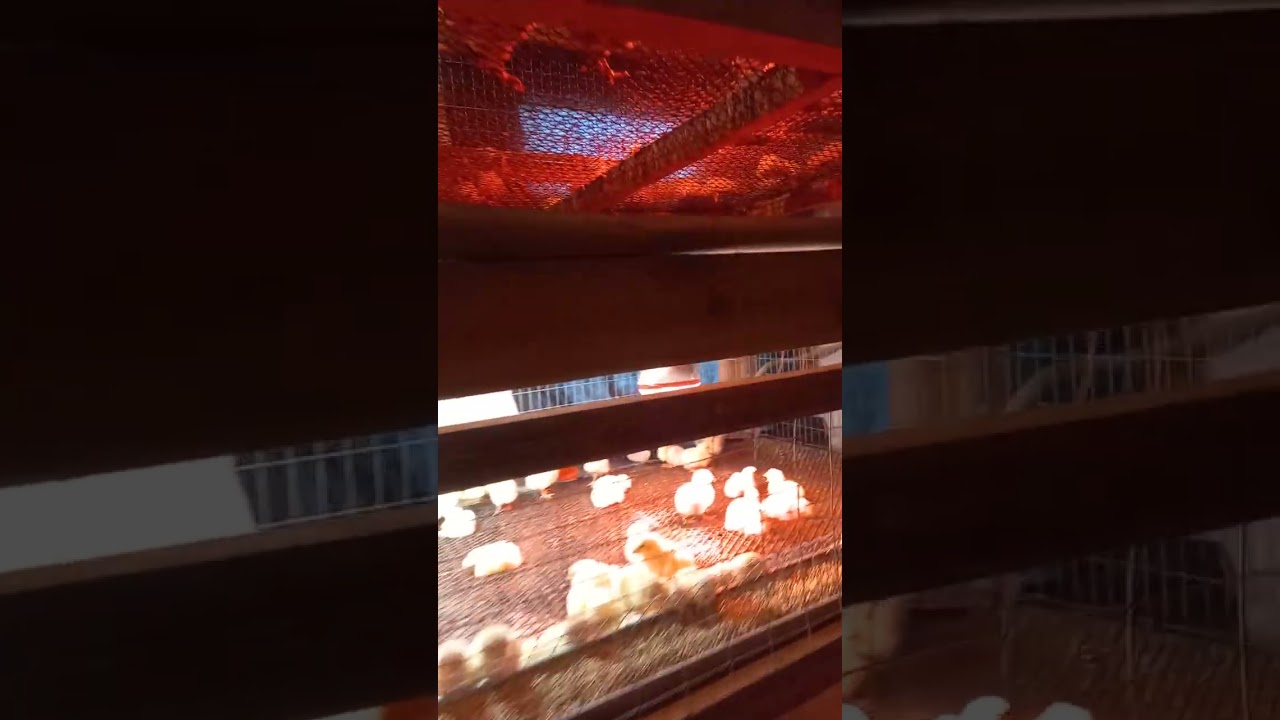 Приїхали Бройліки. #дніпро #бройлер #курчата 