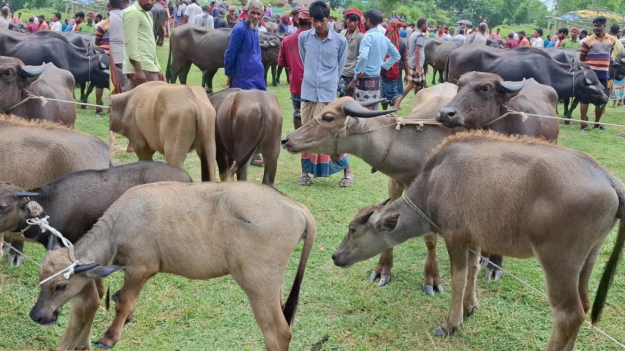 আজ ৩/১/২৬ | সবচেয়ে ছোট ছোট মহিষের বাচ্চার দাম জানুন | কাহারোল হাট 