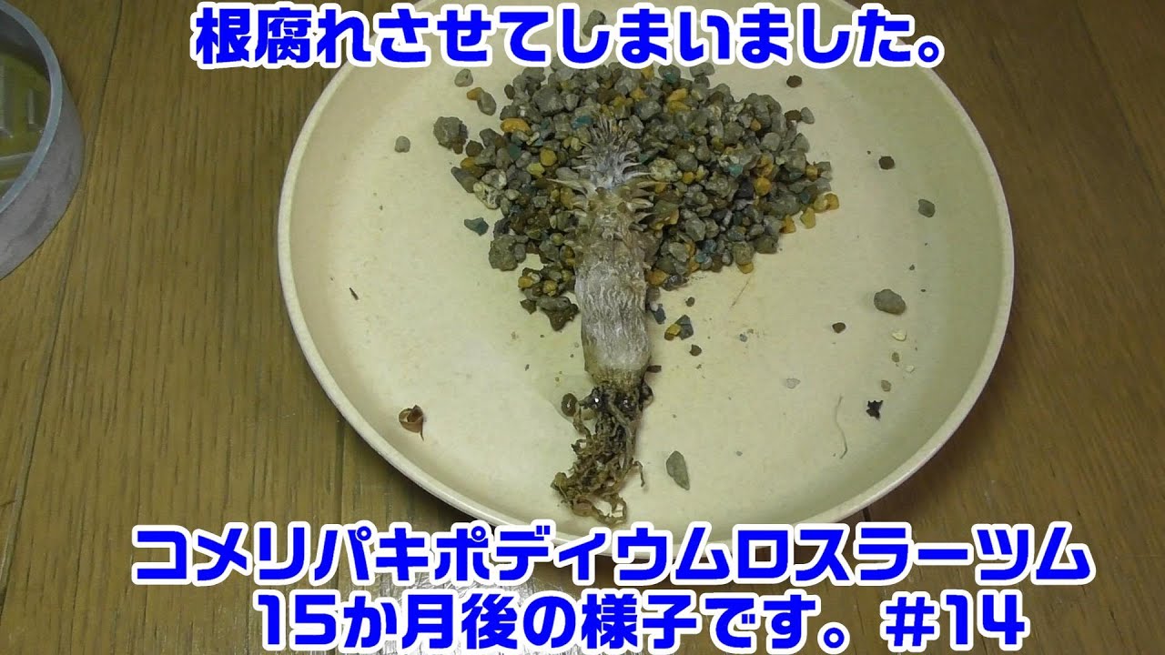 《パキポディウムロスラーツム＃14》【15か月後の塊根植物の観察日記】#塊根植物 #コーデックス #観葉植物 #ガーデニング #園芸 #パキポディウム #グラキリス # ロスラーツム