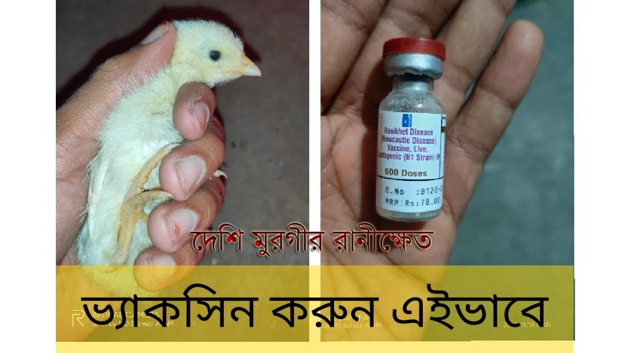দেশি মুরগির রানীক্ষেত রোগের ভ্যাকসিন দেওয়ার  নিয়ম  Desi Murgi Ranikhet Vaccine