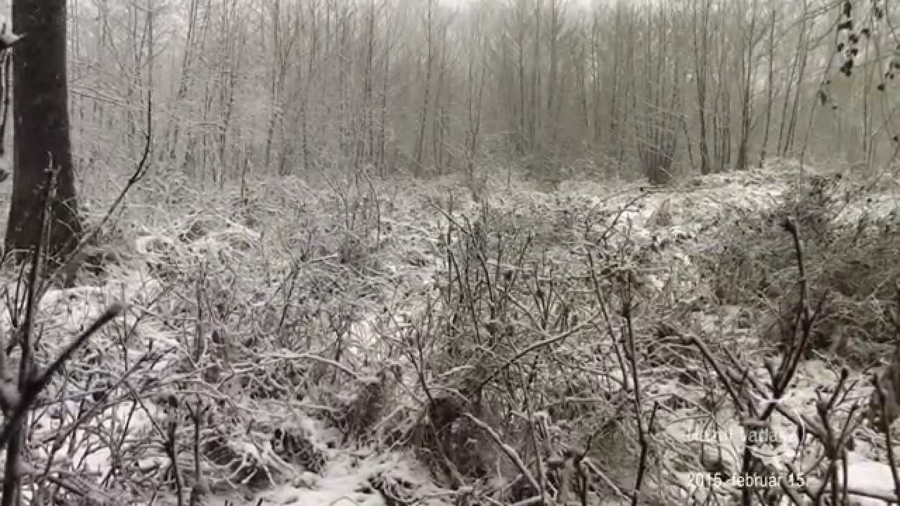 Kaszó: Etessük meg együtt a vadat! - 2015.02.15-i adás