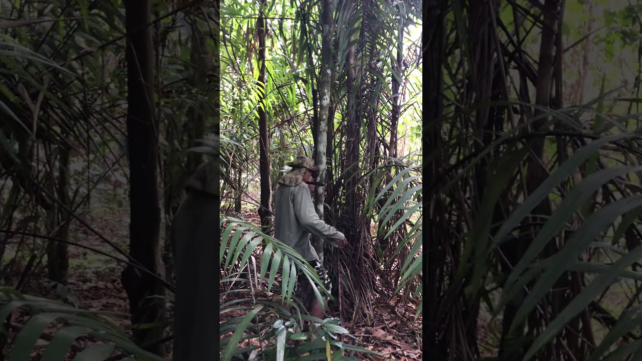 Climbing for Bacaba berries
