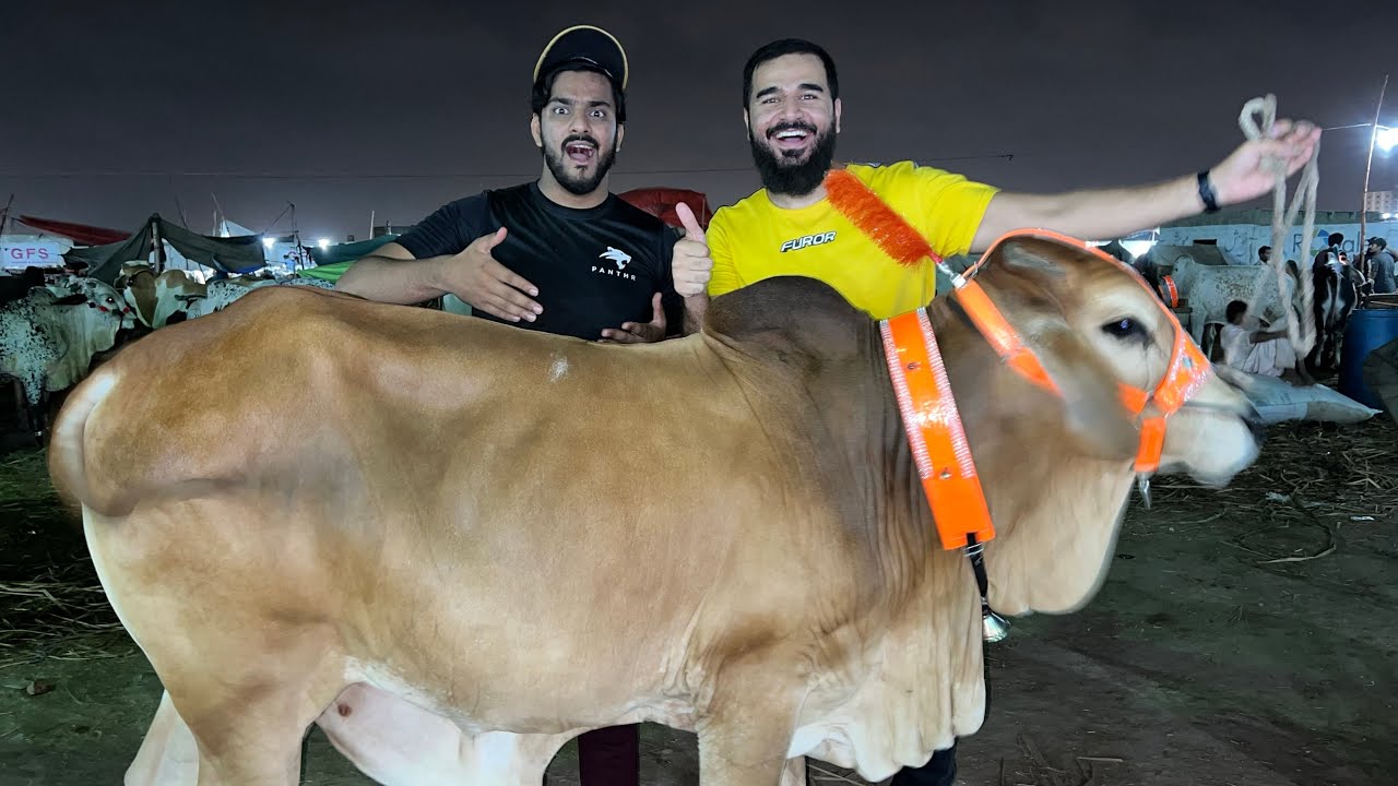 Our heaviest bull till now 🐂🐂 | paise kam par gae aj | Mustafa Hanif BTS | daily vlogs | cow mandi