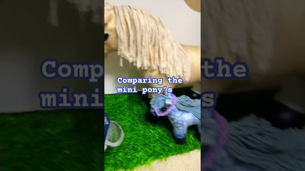 COMPARING THE MINI LEMIEUX  PONYS #horse #lemieux #shorts