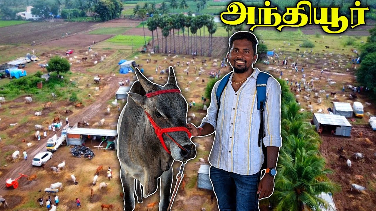 🔥2024 பிரமாண்டமான அந்தியூர் மாட்டு சந்தை💥🐂 | ANTHIYUR GURUNATHASAMY FESTIVAL | HORSE MARKET | K7