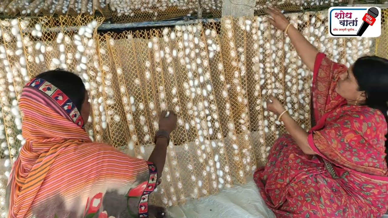रेशीम उद्योग | रेशीम शेती | तुती लागवड |Reshim Udyog | Reshim Sheti | Silk Farming | शोध वार्ता |