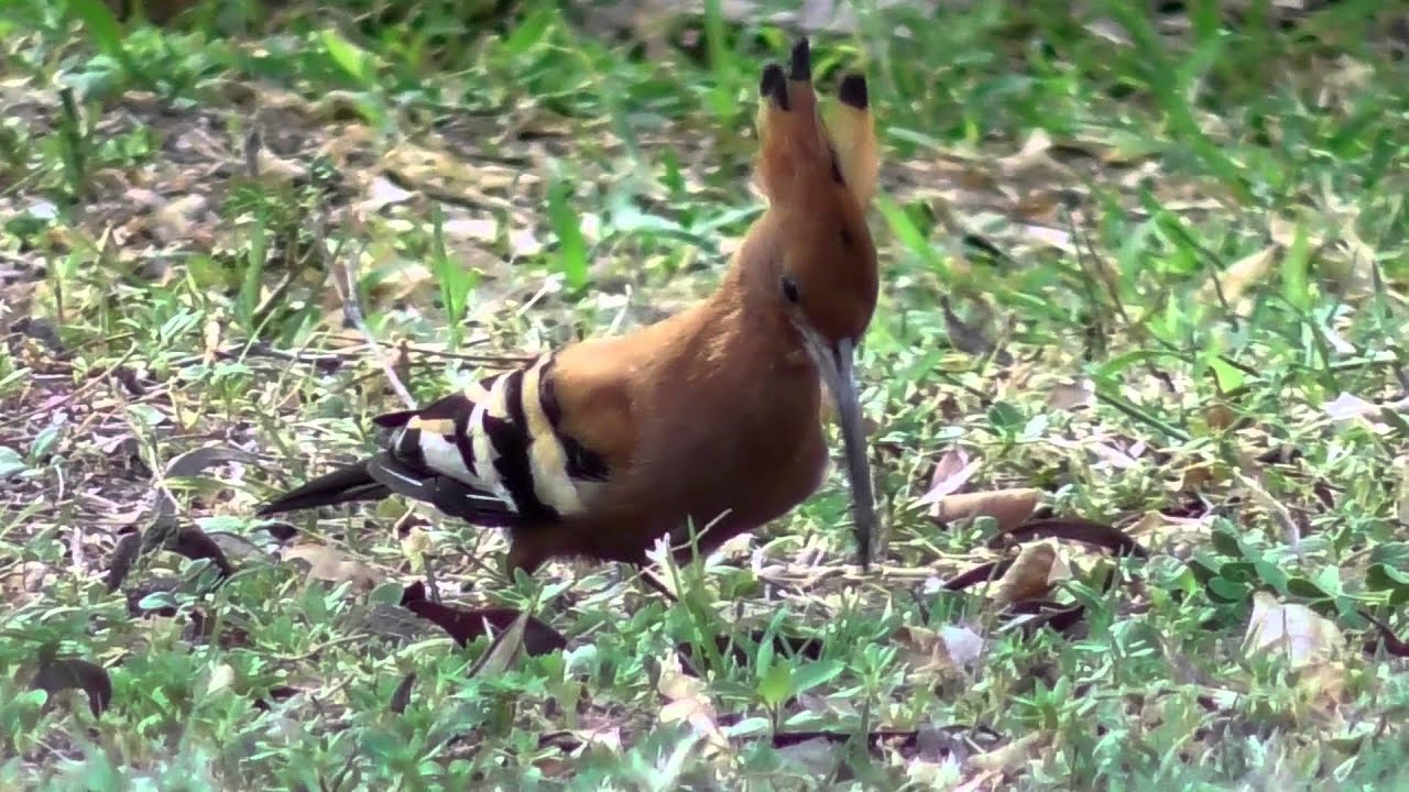 African hoopoe  (Upupa africana)