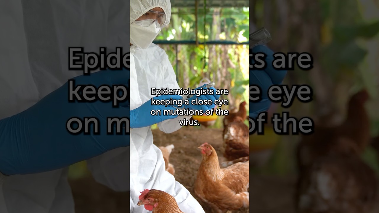 Bird Flu: Protect Yourself With This Info
