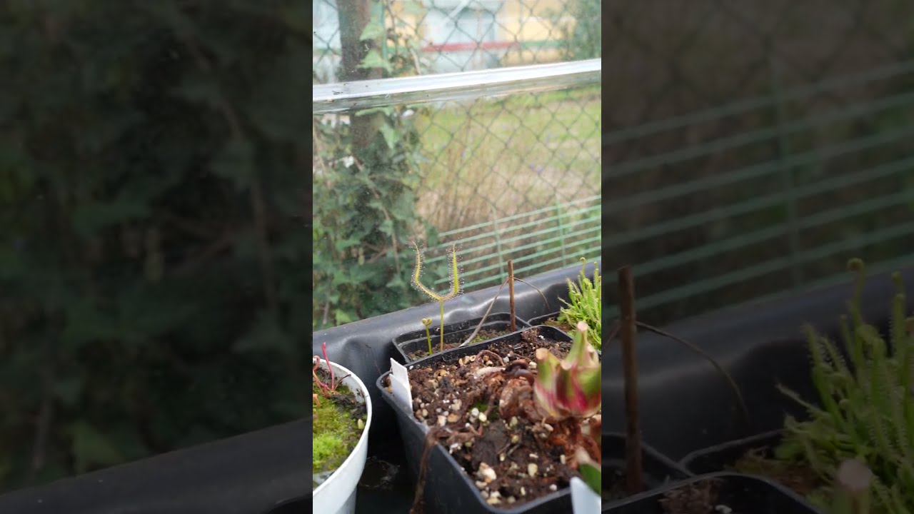 Drosera Filiformis - SarraceniaWorld