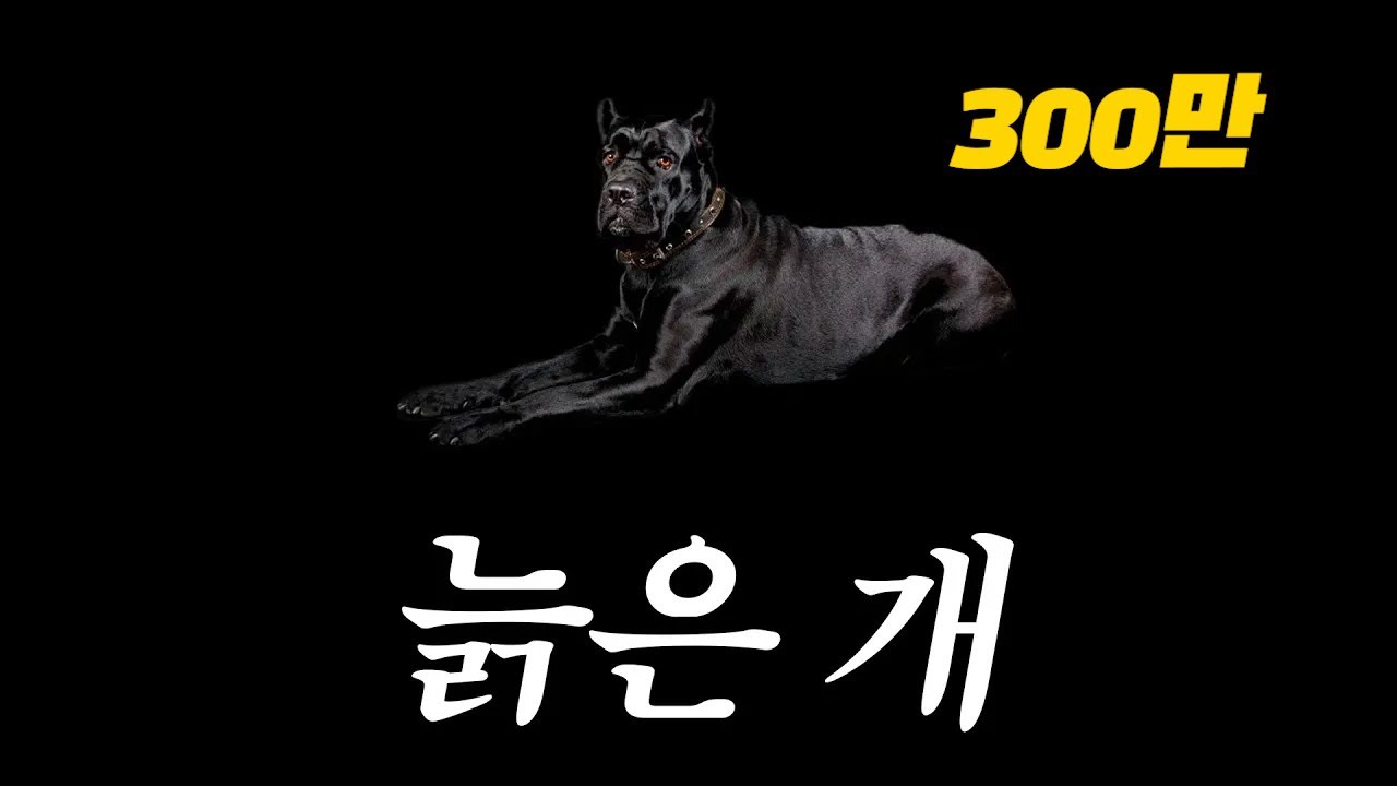 아웃사이더(Outsider) - 늙은 개