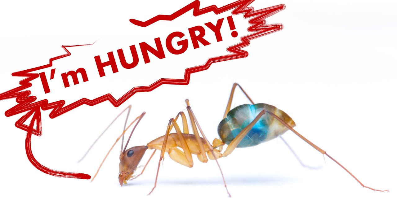 What, Why, and How to Feed Your Ant Colony: Ant ants hide to eating