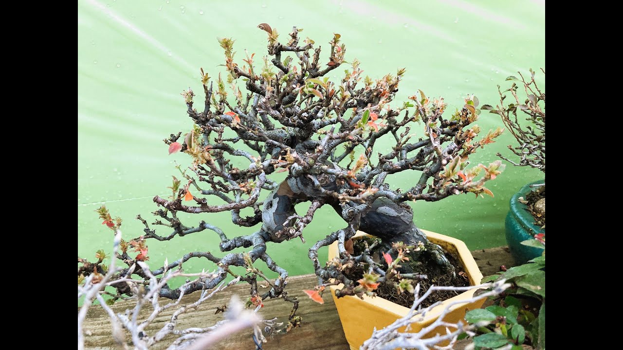 Japanese shohin bonsai in Winter 2023 Pt.3