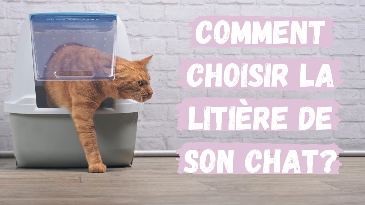 Comment choisir la liti&egrave;re de son chat? Conseils v&eacute;t&eacute;rinaires