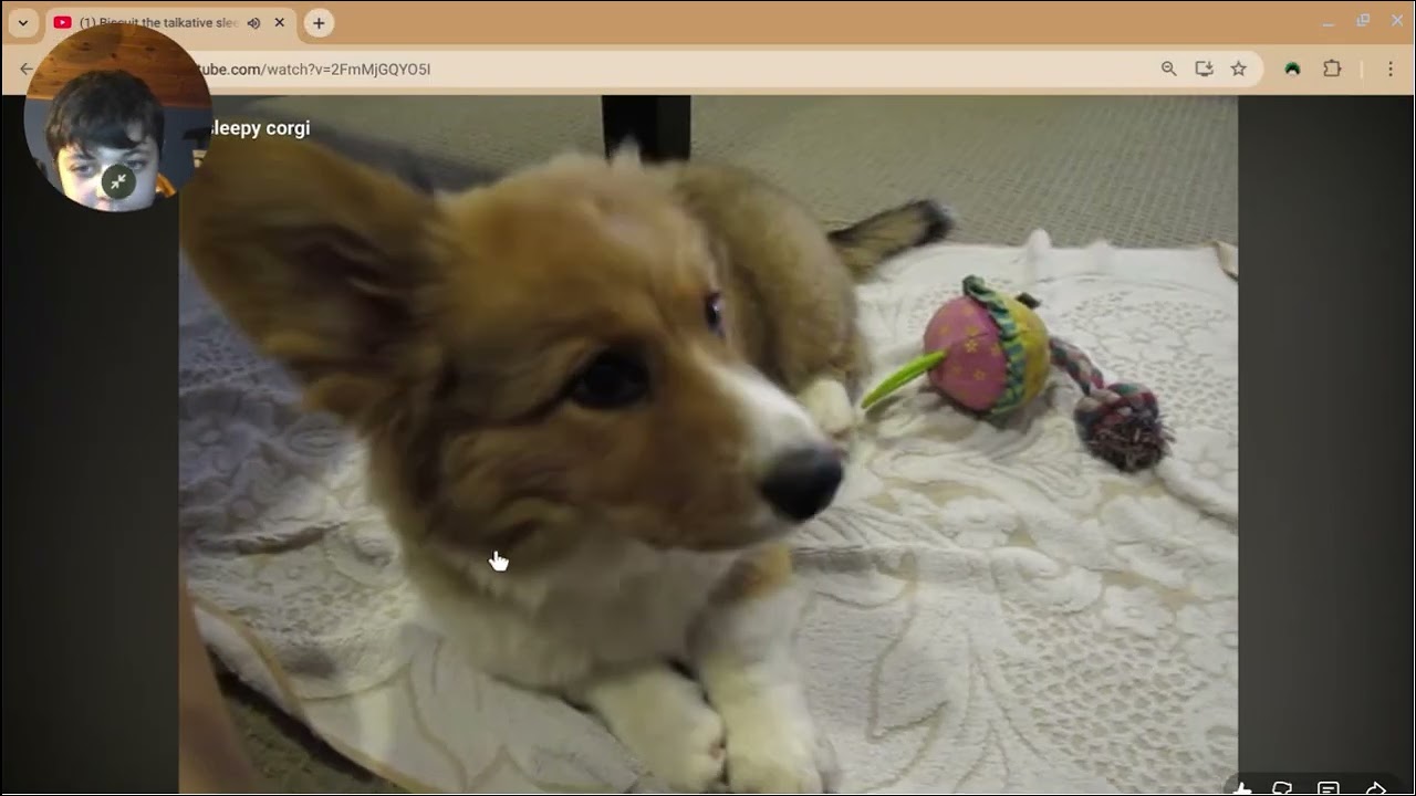 CORGI
