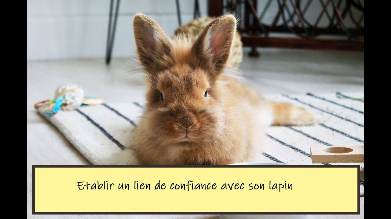 ETABLIR UN LIEN DE CONFIANCE AVEC SON LAPIN