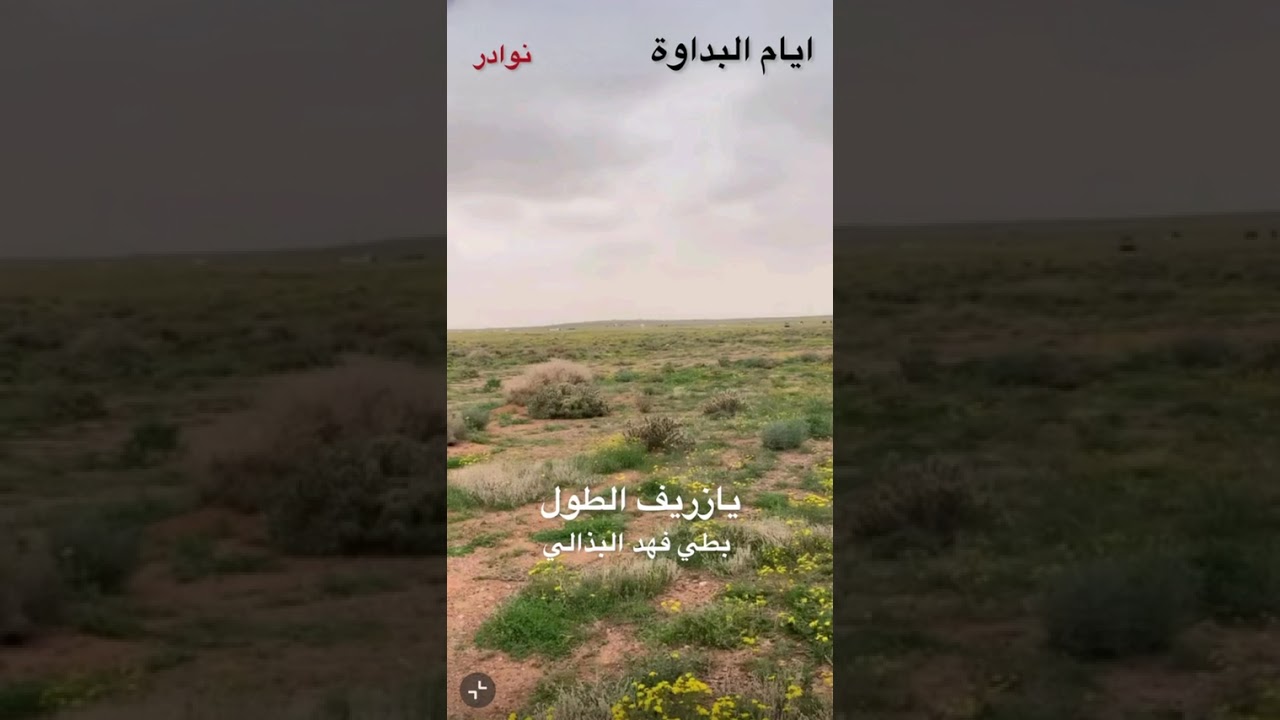 الفنان بطي فهد البذالي  //  يازريف الطول 