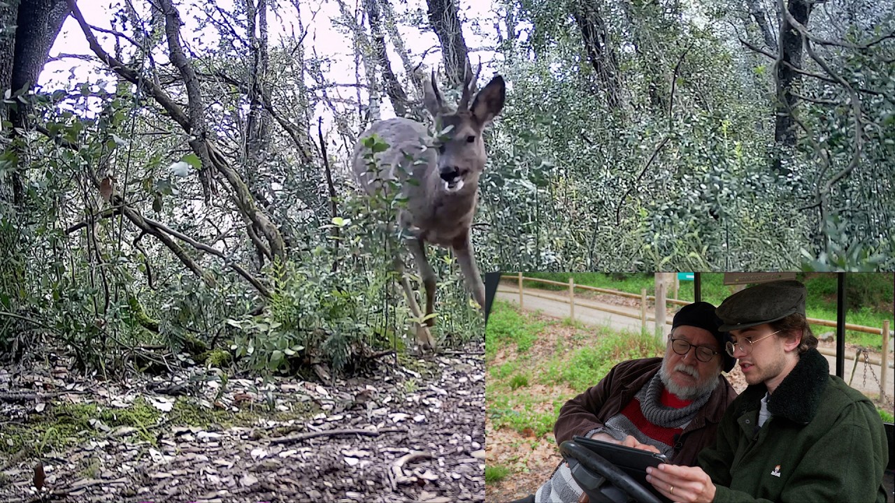 Un passeig pel bosc amb el mestre Martí Boada