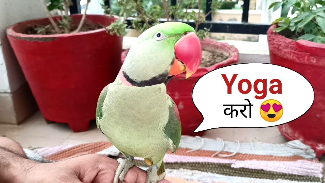 Pablo Cute Beta Aaj Mummy ke sath YOGA karega