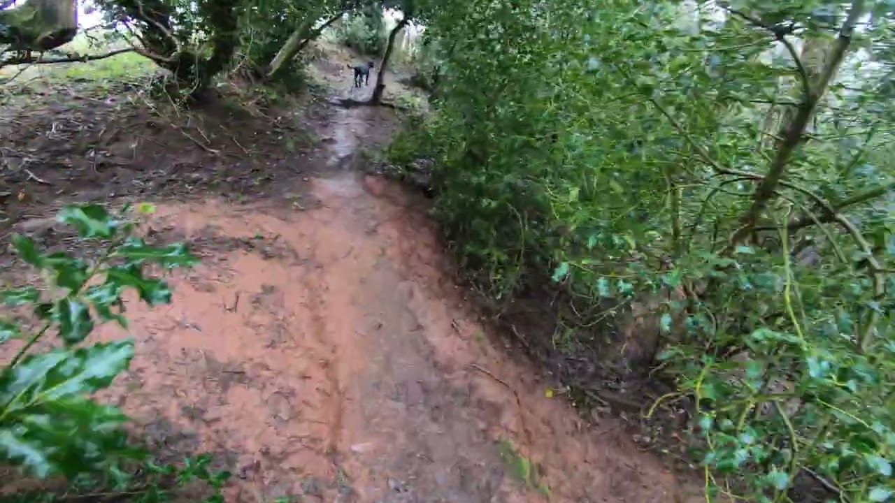 Wet and muddy woodland walk with Ozzy the balck labrador #black labrador #dog #pov #doglife #dogwalk