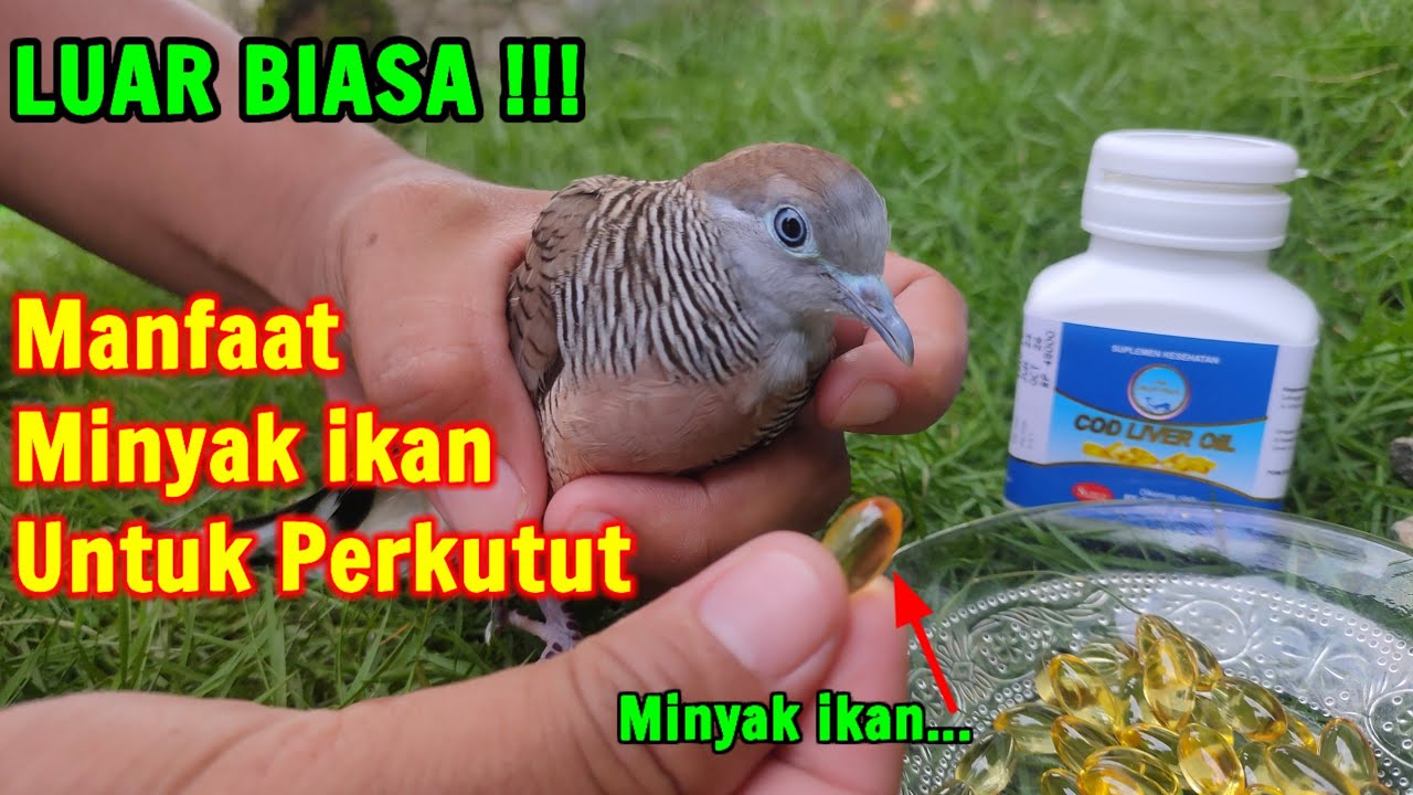 LUAR BIASA!! MANFAAT MINYAK IKAN UNTUK PERKUTUT DAN CARA PENGGUNAANNYA