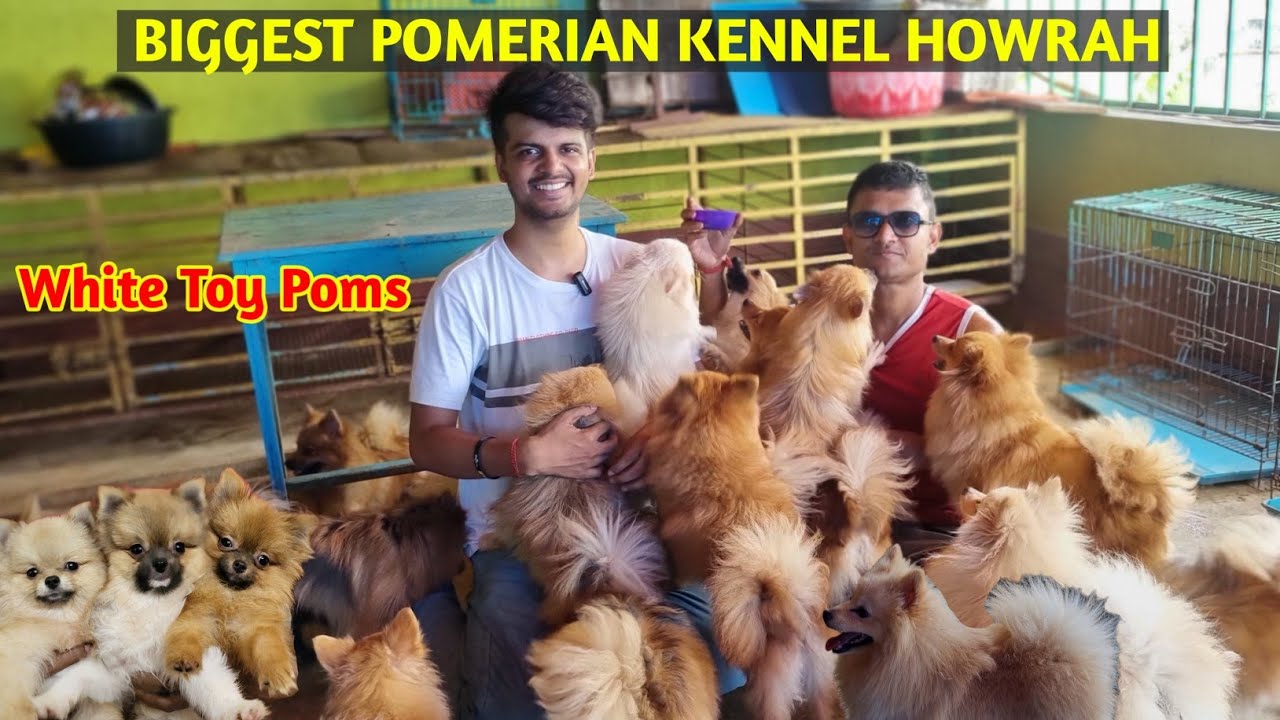 BIGGEST POMERIAN DOG KENNEL IN BALLY HOWRAH | CULTURE POM | CHEAP PRICE POM AT POMS CARE