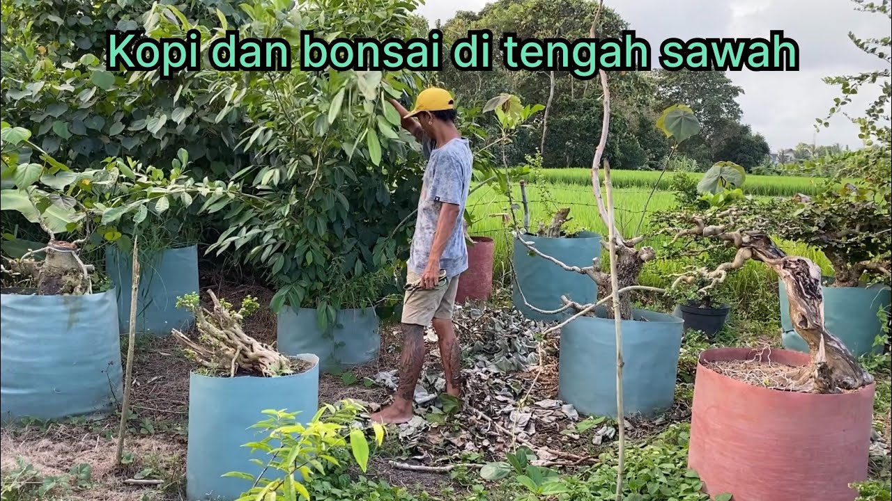Kopi dan bonsai di tengah persawahan