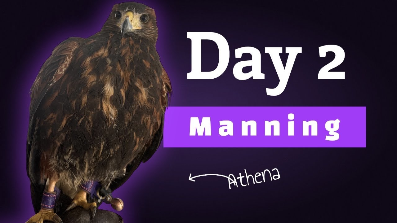 ATHENA - Day two . Manning , hooding, weighing #harrishawk #falconry #birdsofprey #vlog 