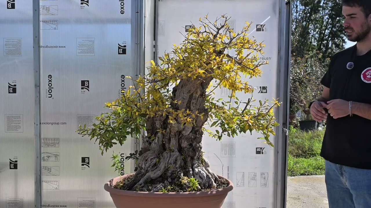 Melograno Bonsai Straordinario | Potenza e Eleganza
