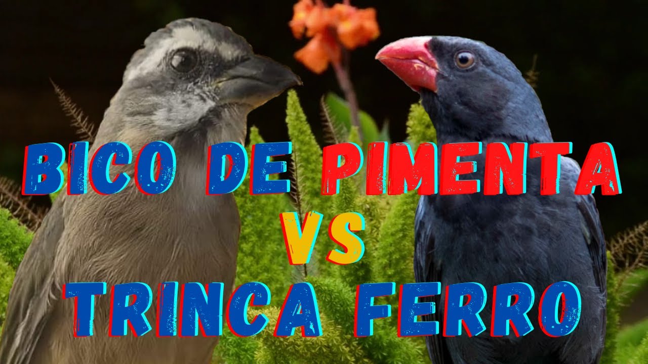 Bico de Pimento e Trinca ferro na disputa de canto. Bonito de se ver.