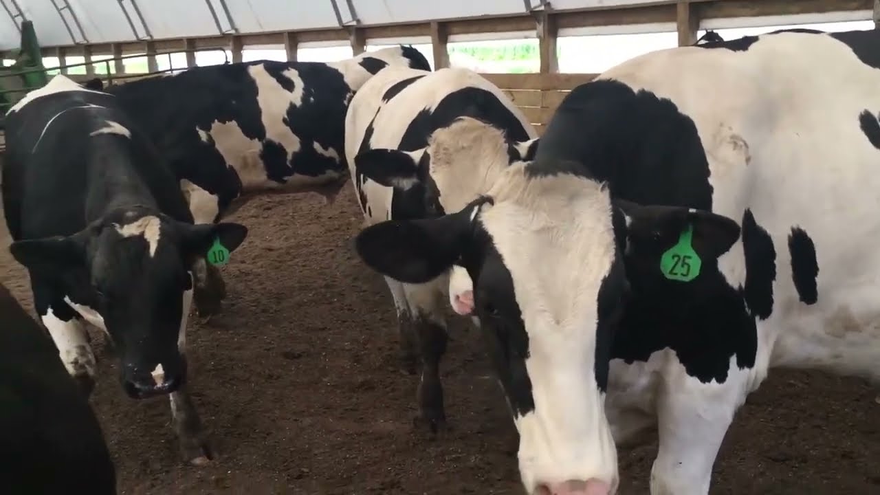 Raising and Feeding Holstein Cows on a Small Dairy Farm in the United States