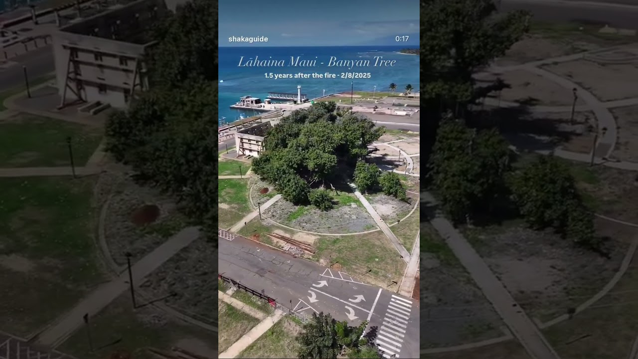 Maui&rsquo;s Famous Banyan Tree 🌳 | Lahaina History