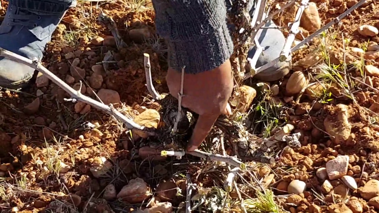 Cómo podar viña baja